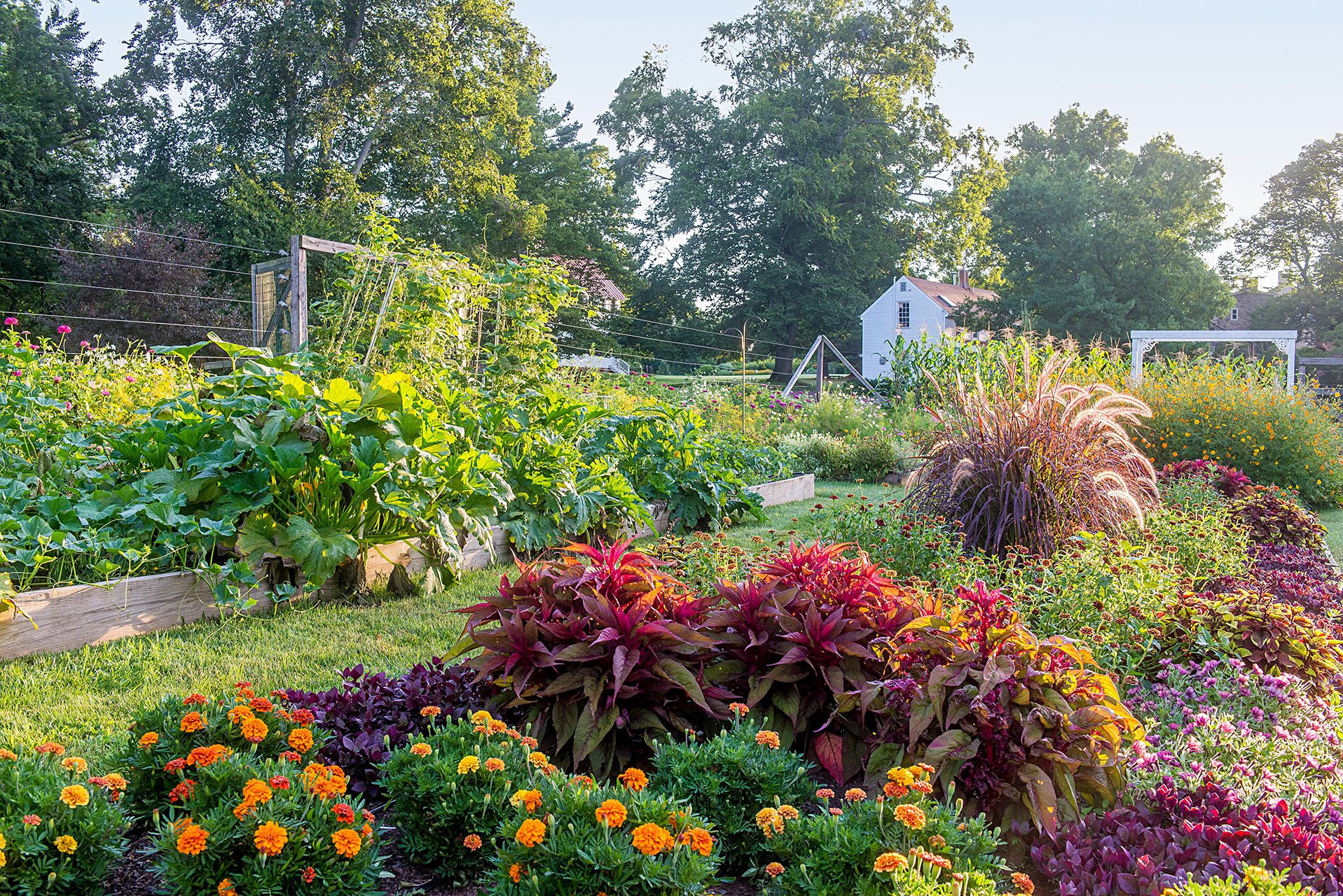 picture of an organic garden 